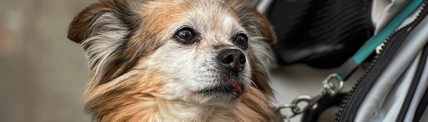Outelt passeggini per cani tutte le fasce di prezzo